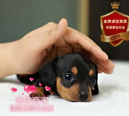 How much is a dog's health check? How much is a dog's health check