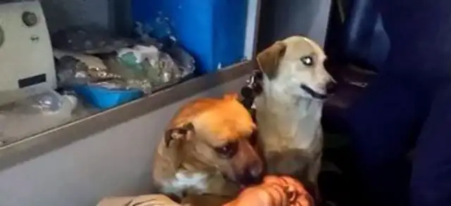 The master falls to the doctor, and the loyal dog is anxious to follow his family's concerns