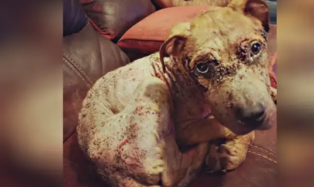 Seeing the dog's heart broken, it's like garbage