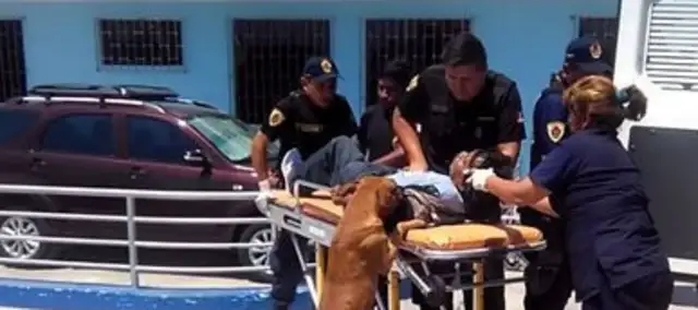 The master falls to the doctor, and the loyal dog is anxious to follow his family's concerns
