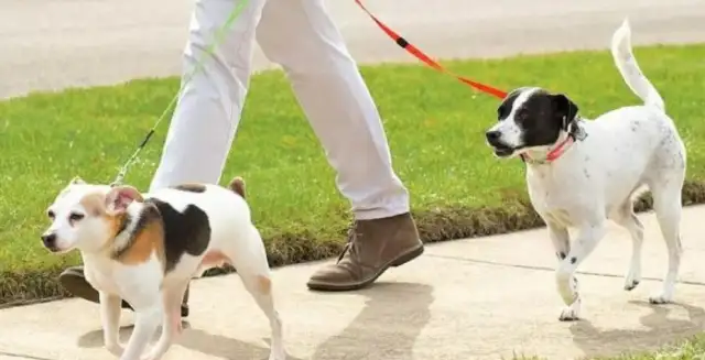 A dog bites tens of millions? Female employees verbally abused passersby over a dog dispute
