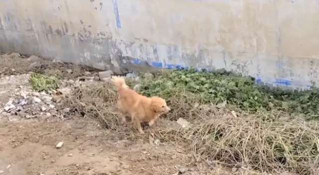 480 bucks of gold sold to the dog dealer, broke the rope, but the owner took it to the dog dealer