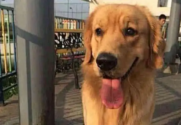 The dog was forced to leave, many of the old ones came to visit. The dog's reaction was impressive. Heart