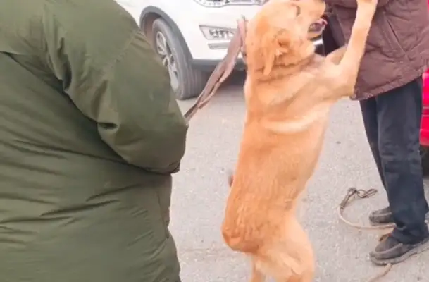 The kid tried to kill the dog for meat in New Year's