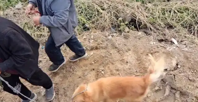 480 bucks of gold sold to the dog dealer, broke the rope, but the owner took it to the dog dealer