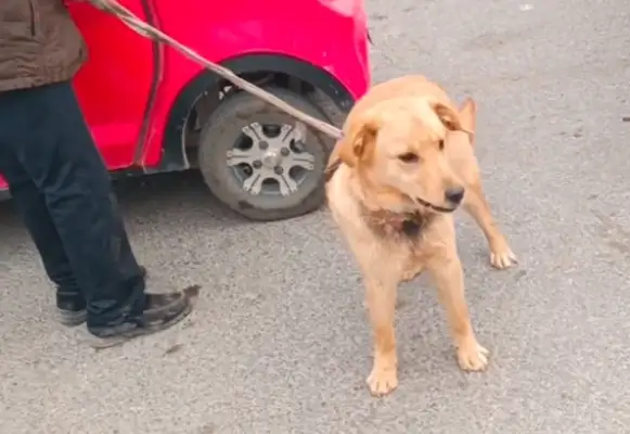 The kid tried to kill the dog for meat in New Year's