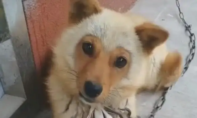 At first glance it's a little monkey, and at first glance it's a dog, Yang: What did Goku do to a dog