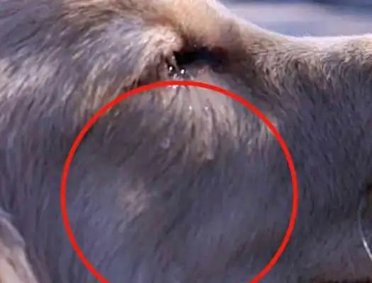 The dog was forced to leave, many of the old ones came to visit. The dog's reaction was impressive. Heart