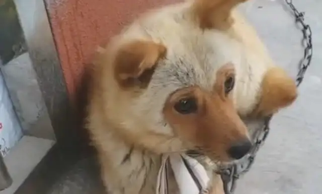 At first glance it's a little monkey, and at first glance it's a dog, Yang: What did Goku do to a dog