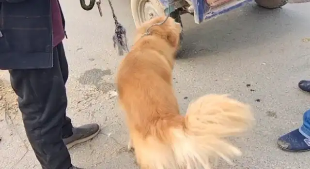 480 bucks of gold sold to the dog dealer, broke the rope, but the owner took it to the dog dealer