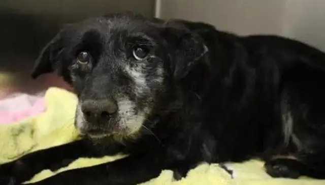 The old dog was sent to a shelter and kept the police locked up for 10 years