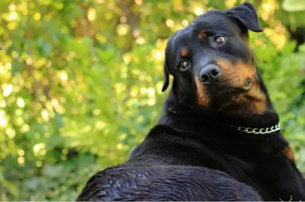 The dog who bought it was stolen and the owner cried back