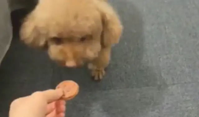 Teddy made a mistake hiding under the bed, and the owner used cookies to seduce him