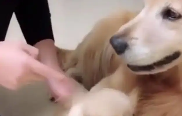 Squawk in front of his mother taught the pups how big gold hair reacts