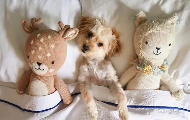 The hotel launched "Doggy Sleep" and fell asleep and could take the dog, but with conditions