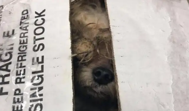 He abandoned his dog for nine years after he was born