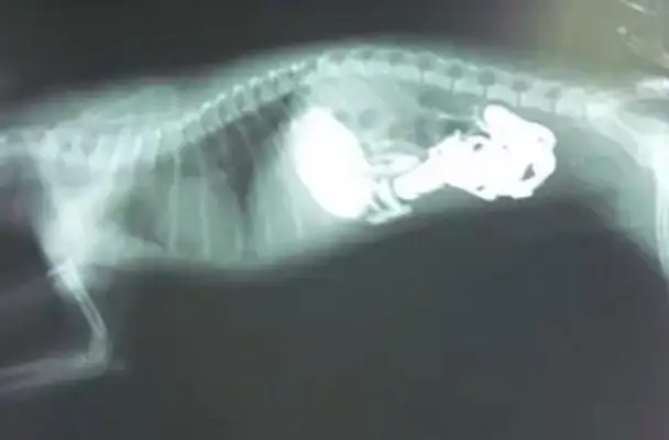 Dogs eat, they see the dirt in their stomachs, and look at their faces