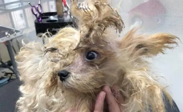 He abandoned his dog for nine years after he was born