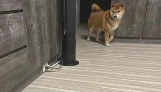 I didn't think it was faster than the owner