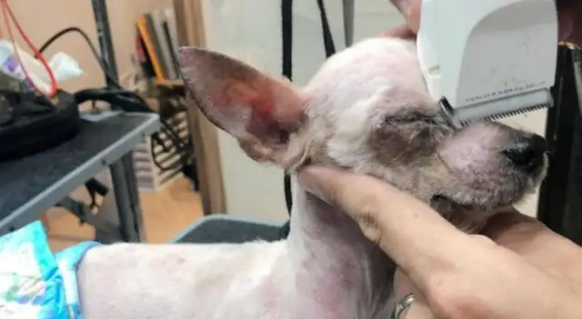 He abandoned his dog for nine years after he was born