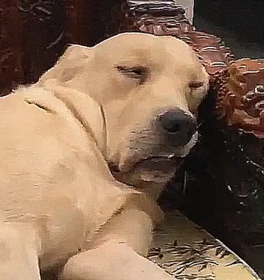 Go out and forget about the dog cage, worry about the redwood furniture being eaten, come back and see this