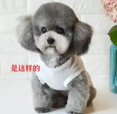 Buying a dog boss says it's gray, the longer the better, the better