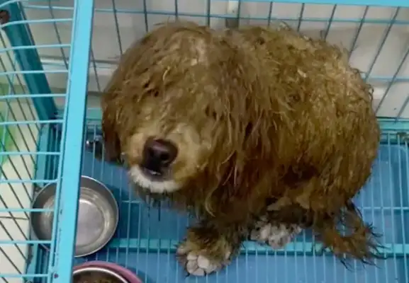 A stray dog whose claws are frozen