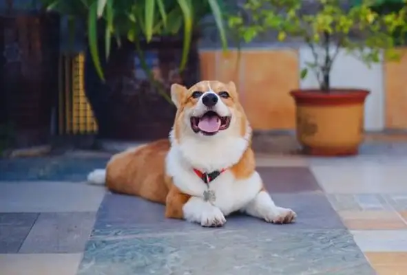 Netizens take Corky out and he doesn't want to go home. Dog: You take me to elope