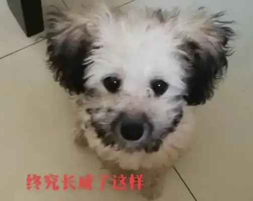 Buying a dog boss says it's gray, the longer the better, the better