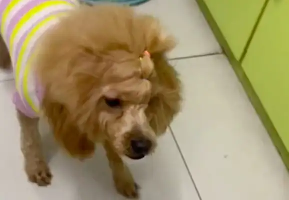 A stray dog whose claws are frozen