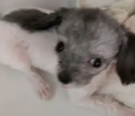Buying a dog boss says it's gray, the longer the better, the better