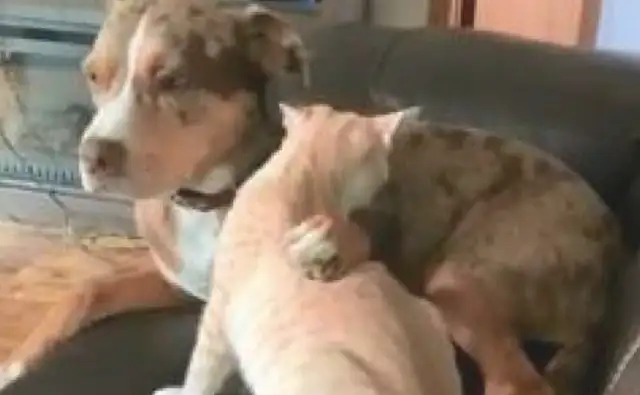 The dog licks the cat's hair, licks the cat's head into his mouth and thinks he's eating bones