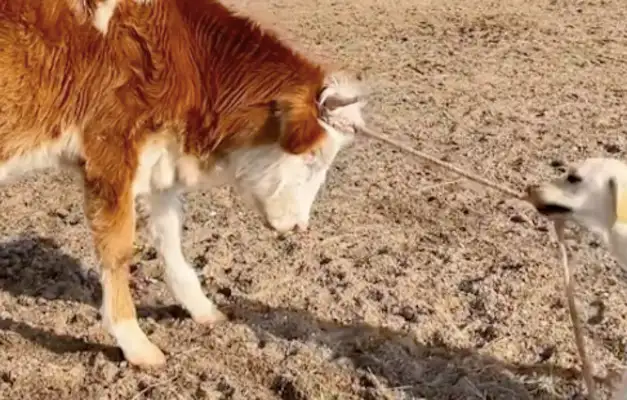 It doesn't work. The dog bites the rope this way