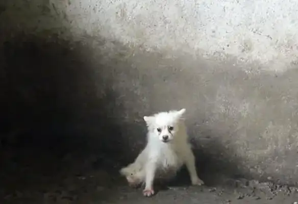 He was raised in a pig's ring and he was bullied by a pig into a beautiful dog in the corner