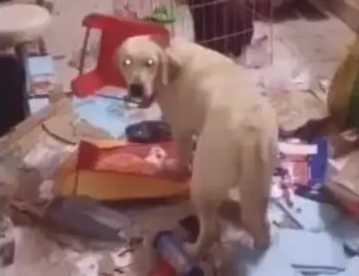 The dog broke the house into a dump, and the chair was on the dog's head