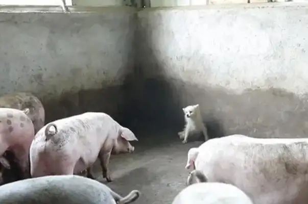He was raised in a pig's ring and he was bullied by a pig into a beautiful dog in the corner