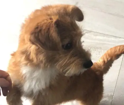 A stray dog, a girl's hand, whose main performance is truly heartbreaking