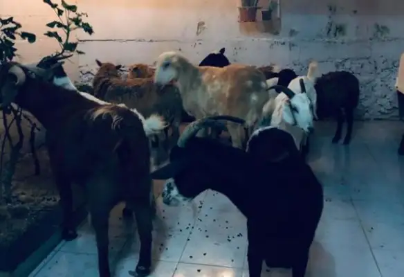 When the hurricane hit, the men moved about 300 dogs home, and the madness saved all their lives