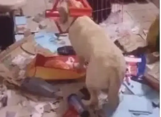 The dog broke the house into a dump, and the chair was on the dog's head