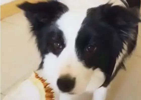 The dog was tricked by the master to smell the guacamole, and the nose was so mature, it was in the hands