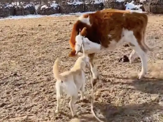 It doesn't work. The dog bites the rope this way