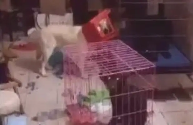 The dog broke the house into a dump, and the chair was on the dog's head