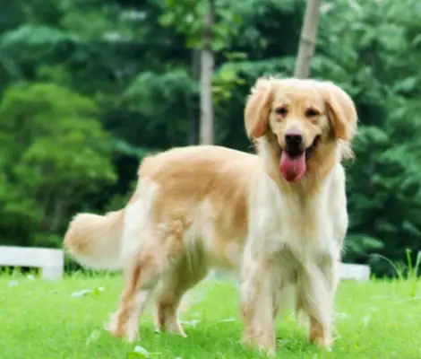A pet store stole more than 70 pet dogs overnight, losing nearly $300,000
