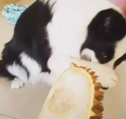 The dog was tricked by the master to smell the guacamole, and the nose was so mature, it was in the hands