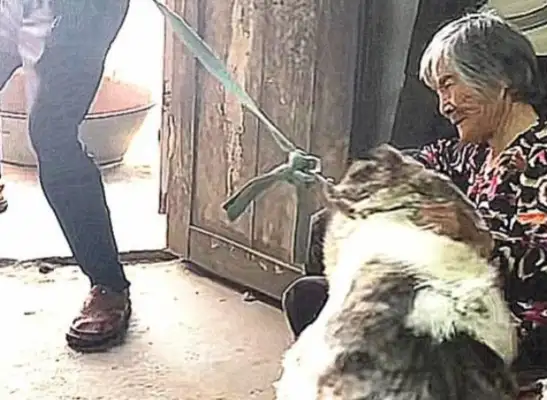 Dogs have grown up to feed Grandma, but they have to be taken away