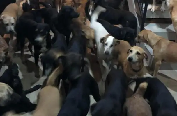When the hurricane hit, the men moved about 300 dogs home, and the madness saved all their lives