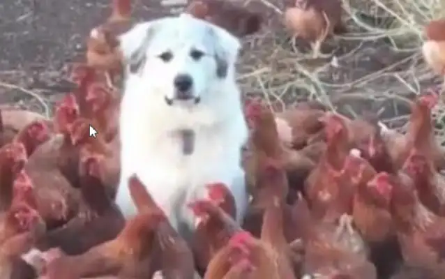 The master came out to keep the dog in charge of the chicken hut