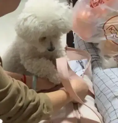 Girls pack bags and leave. Dogs react. It actually knows everything