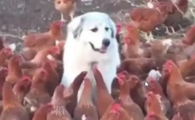 The master came out to keep the dog in charge of the chicken hut