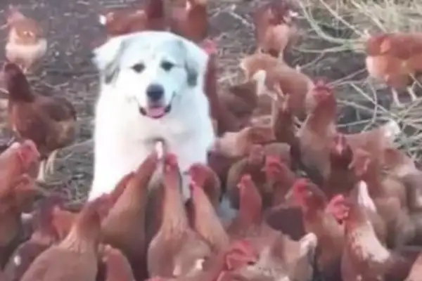 The master came out to keep the dog in charge of the chicken hut